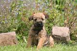 BORDER TERRIER 182